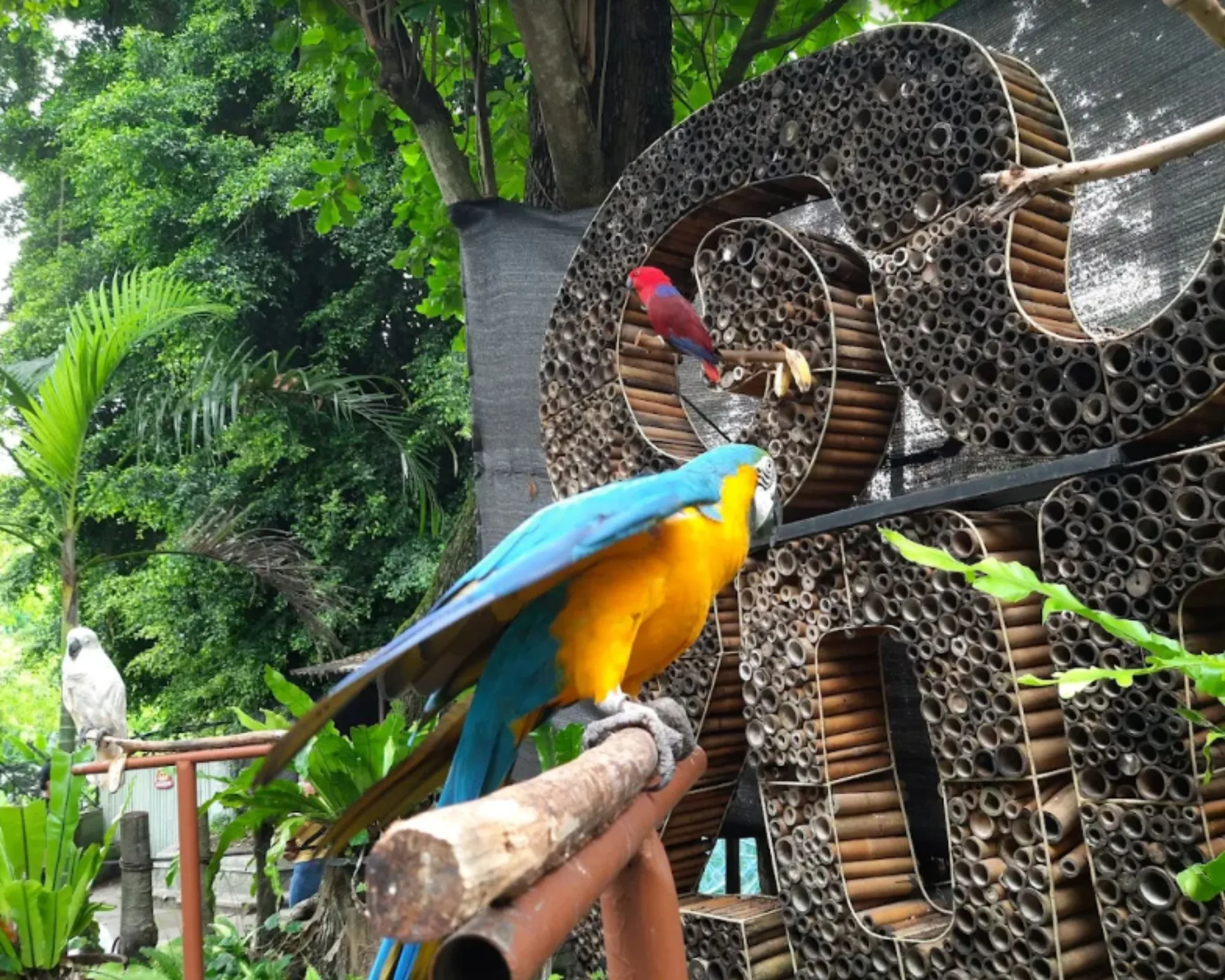 Menyelam di Dunia Burung di Burung Jogja yang Joyful, tempat yang menyenangkan dan mendidik untuk liburan keluarga