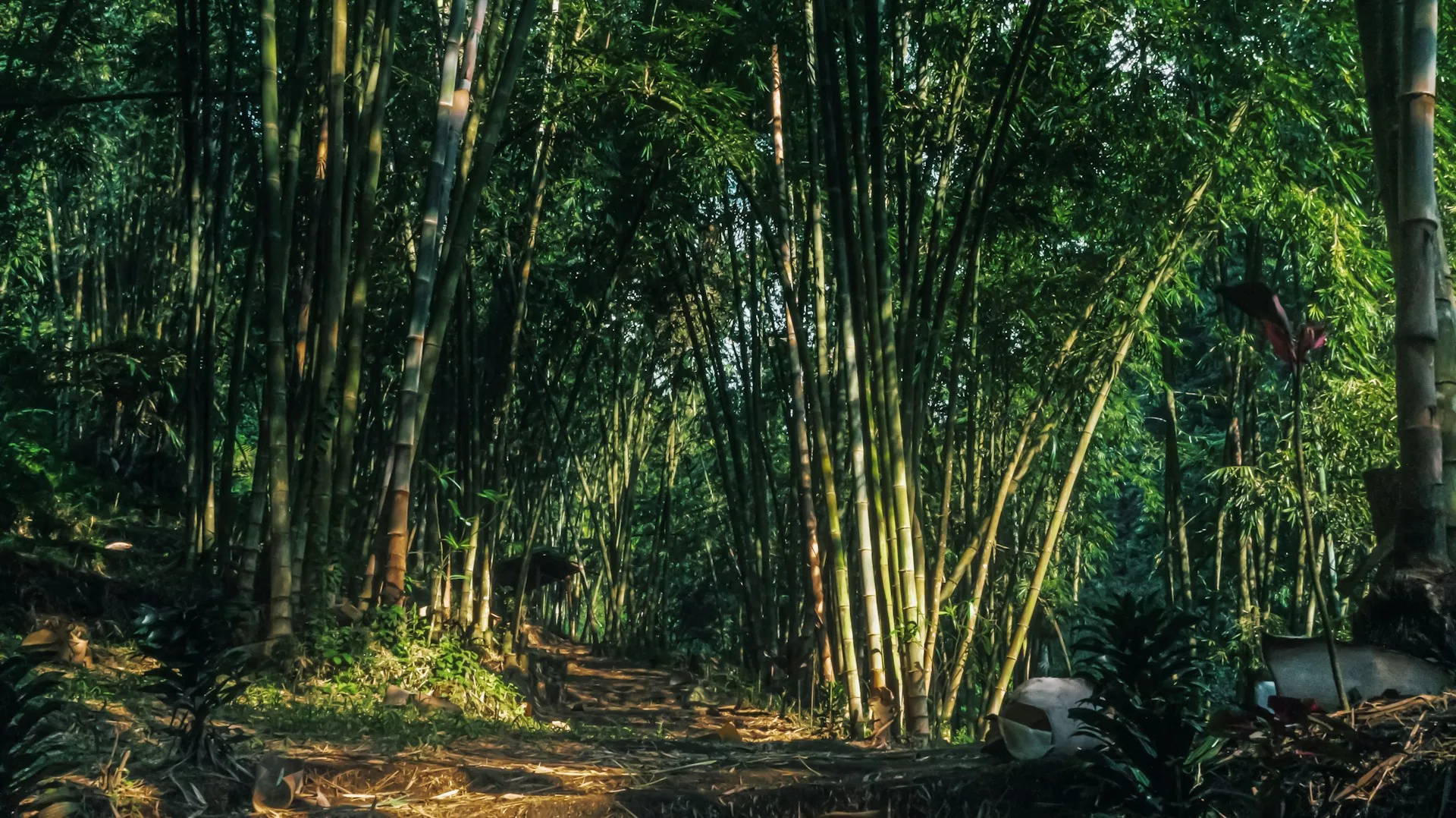 Dari hutan lebat hingga kelahiran Kerajaan Mataram Islam