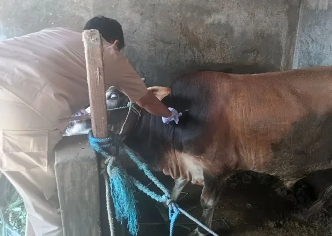 Penyakit Hewan Hantui Peternakan Kota Yogyakarta Jelang Idul Adha 2026, Pemeriksaan Intensif Digencarkan