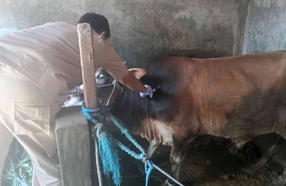 Penyakit Hewan Hantui Peternakan Kota Yogyakarta Jelang Idul Adha 2026, Pemeriksaan Intensif Digencarkan